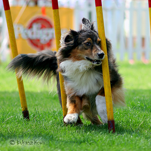 Agility_Wwa2006_5
