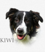 Kiwi_logo