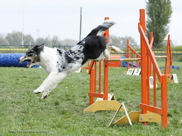 Asti_agiPlock08