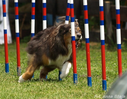 Choco Piknik Agility 2008
