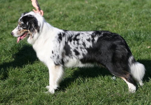 Asti23,5m