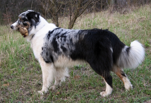 Asti23,5m_kij2