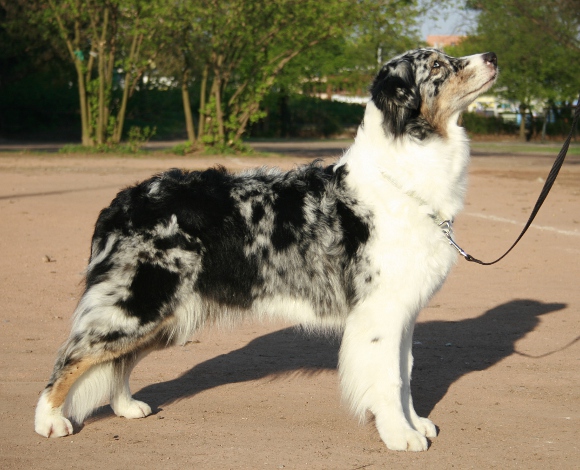 Asti6lat2