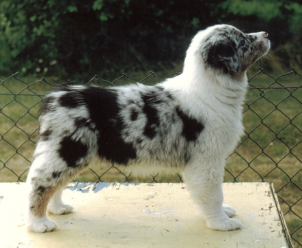 Asti_show2mies