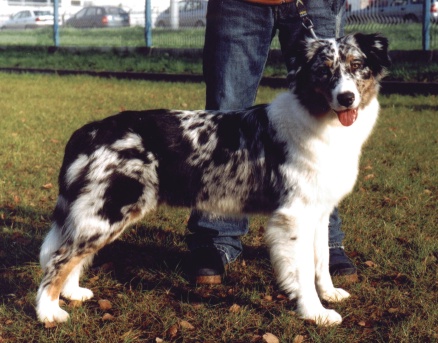 asti18,5m1