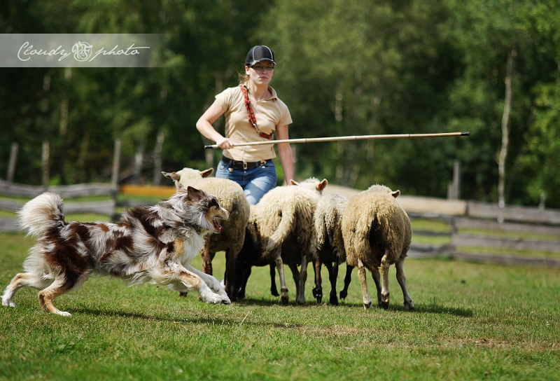 Hayden herding