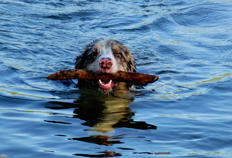 Hayden swims