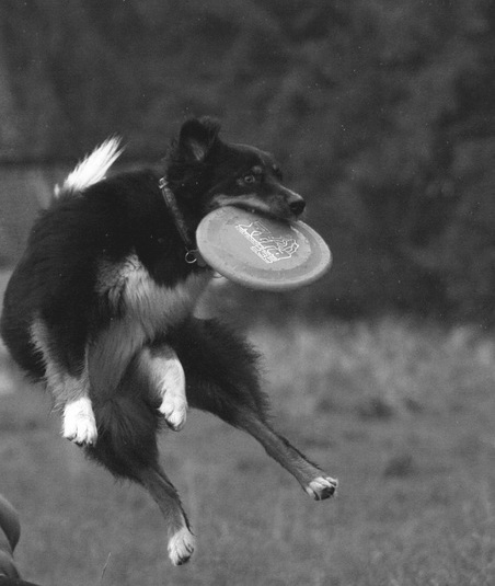 Shanti_frisbee_cz-b
