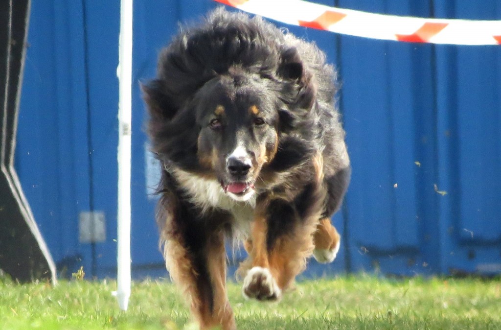 TopSpeedDog4-10-14_byAlaSuszka