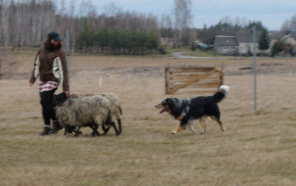 owce16-3-14_3