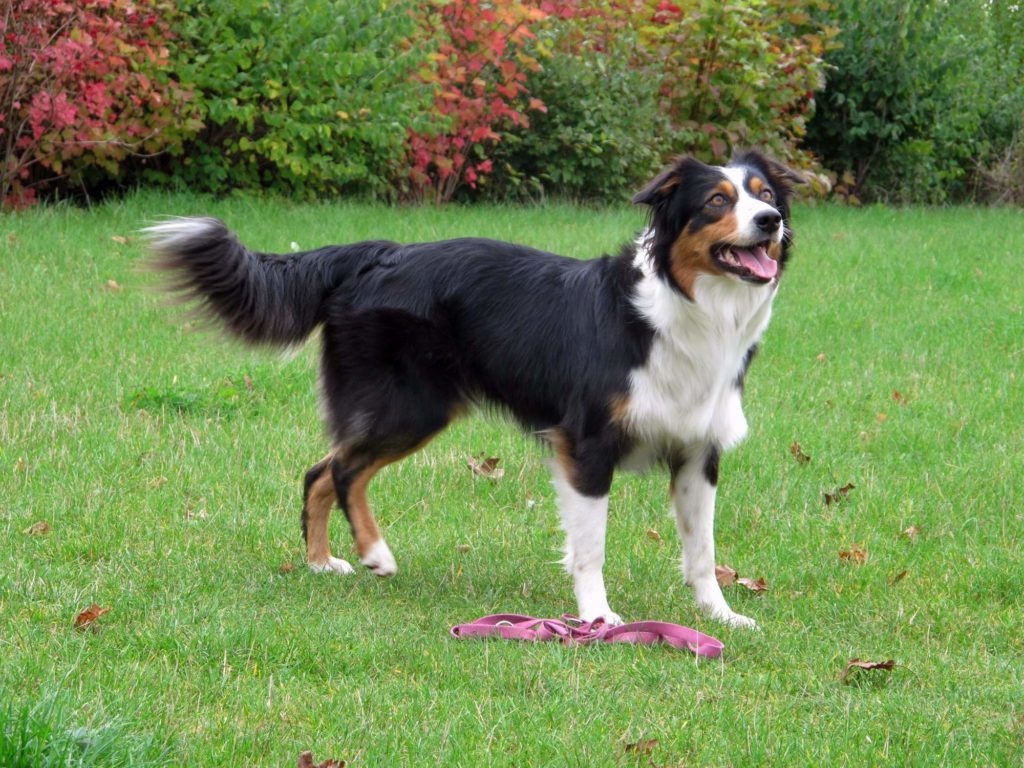 ActionAbigaleLuckyAussies