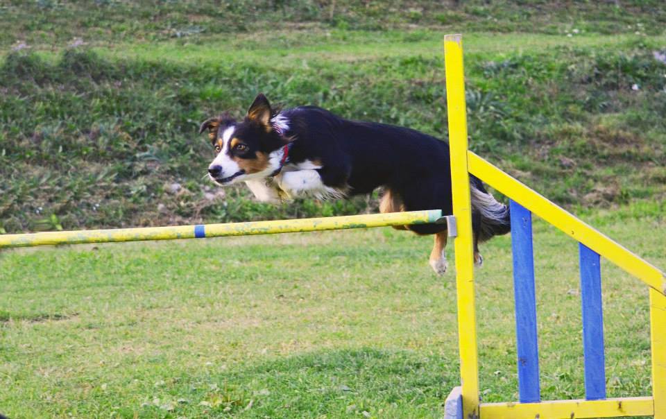 Ebi_agility