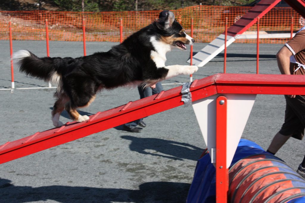 Naksu_agility1