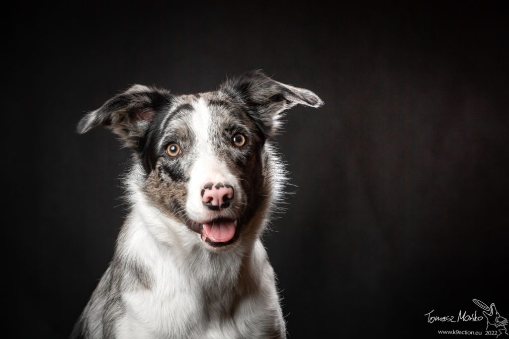 K9A_8142