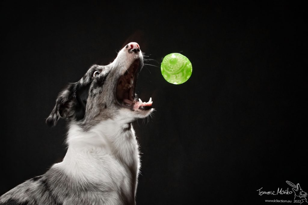 K9A_8150